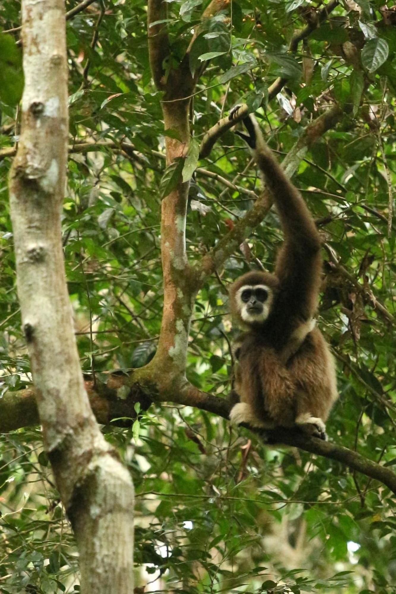 Magpie Homestay & Jungle Trekking Especially For Guest Trekking With Us Bukit Lawang Exterior foto