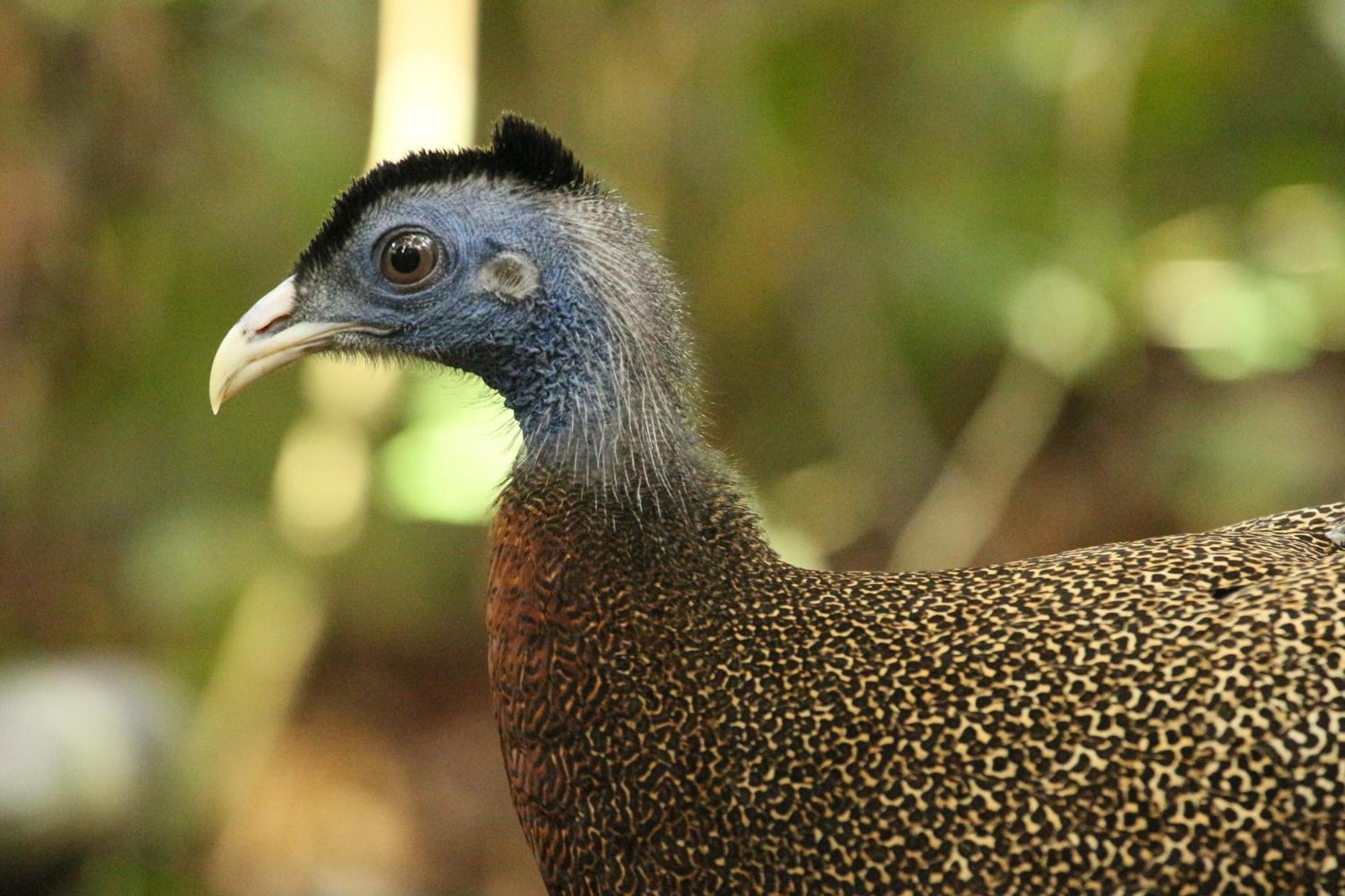 Magpie Homestay & Jungle Trekking Especially For Guest Trekking With Us Bukit Lawang Exterior foto