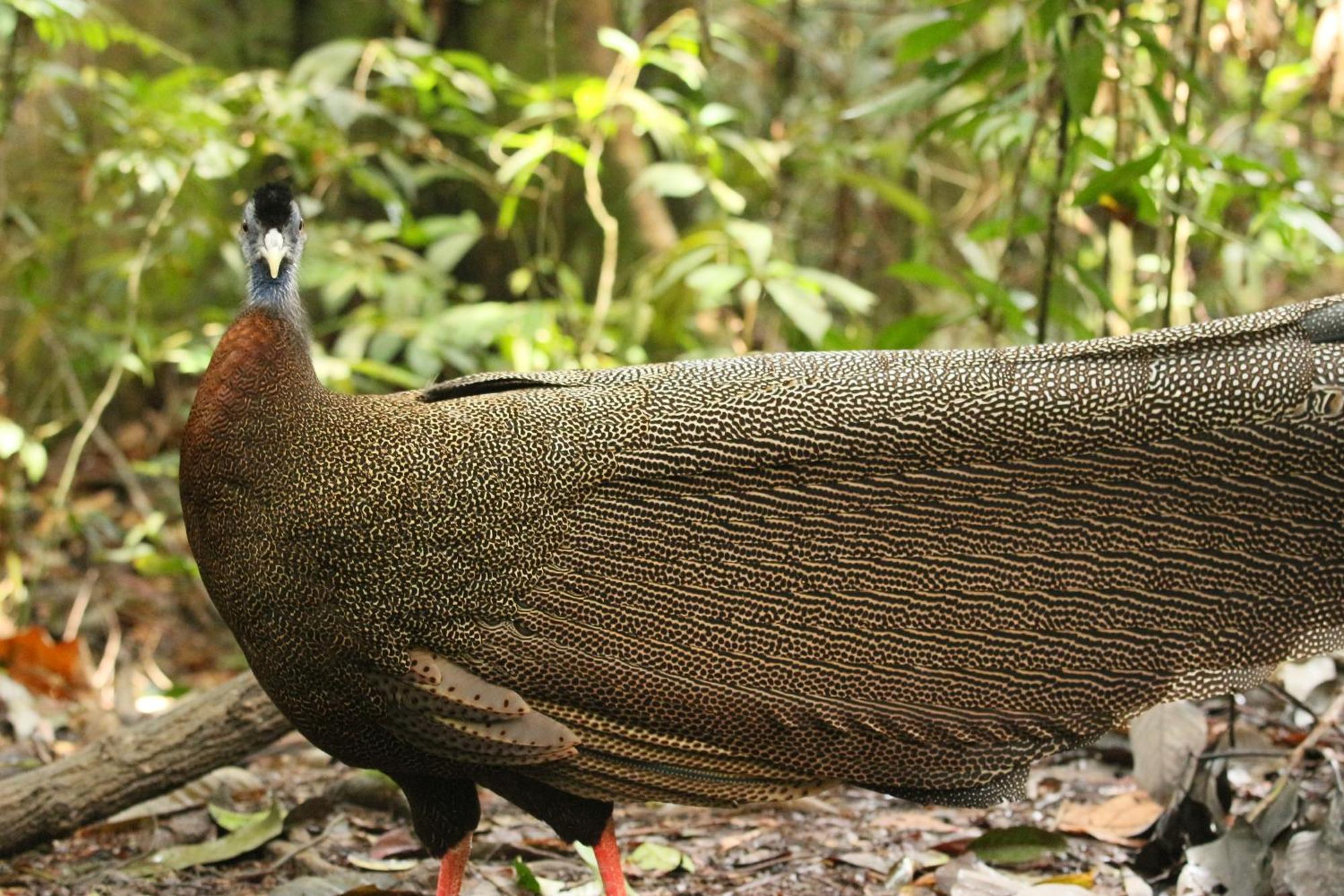 Magpie Homestay & Jungle Trekking Especially For Guest Trekking With Us Bukit Lawang Exterior foto