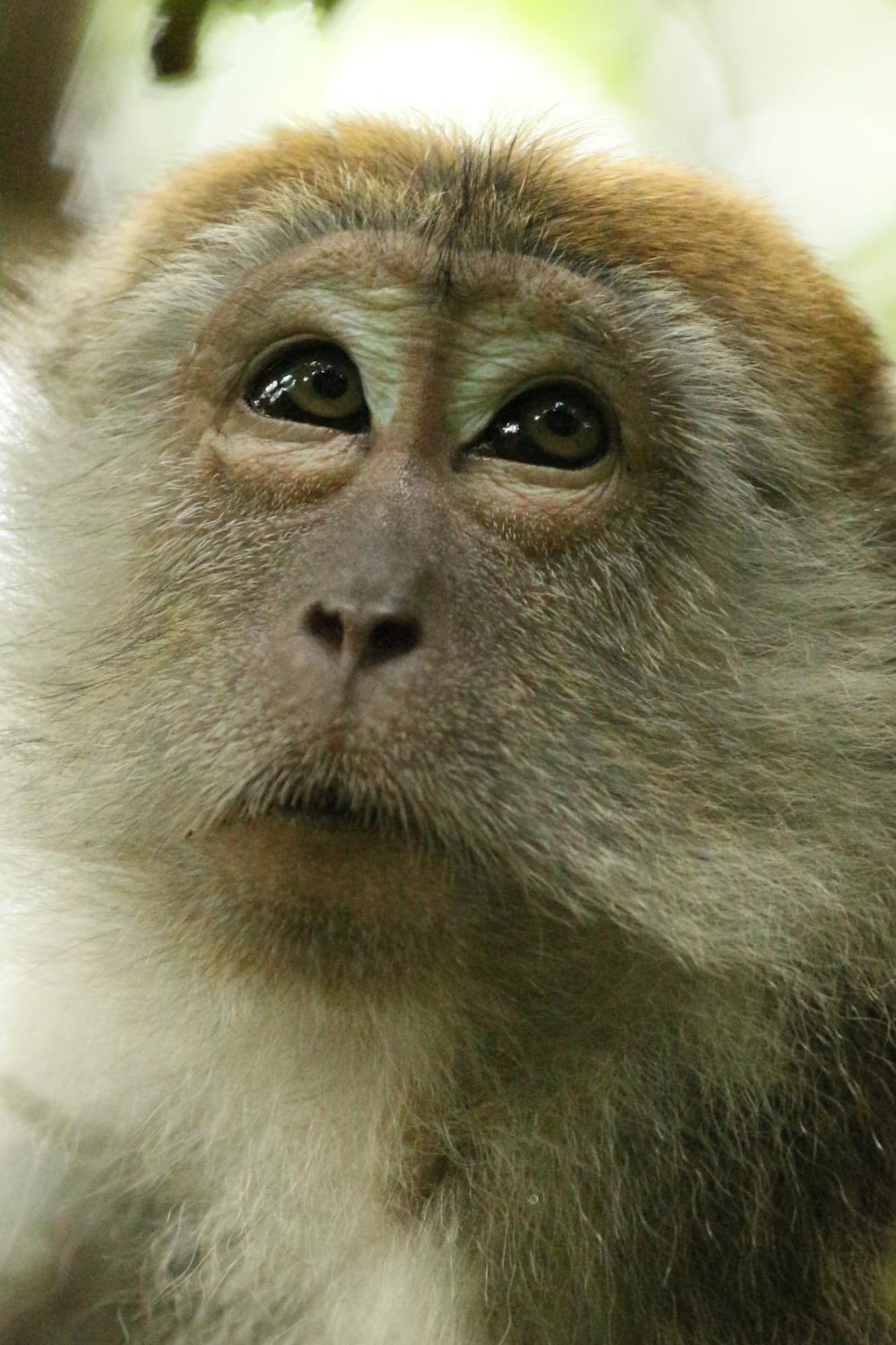 Magpie Homestay & Jungle Trekking Especially For Guest Trekking With Us Bukit Lawang Exterior foto