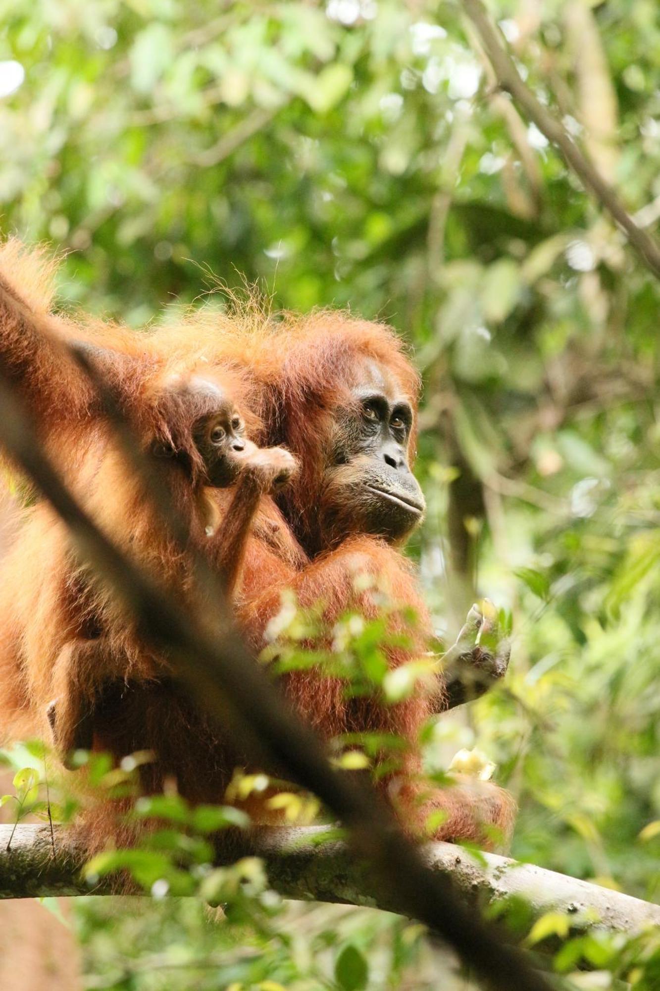 Magpie Homestay & Jungle Trekking Especially For Guest Trekking With Us Bukit Lawang Exterior foto